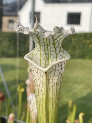 carnivorous plants carnivorous plant sarracenia leucophylla cronus titan