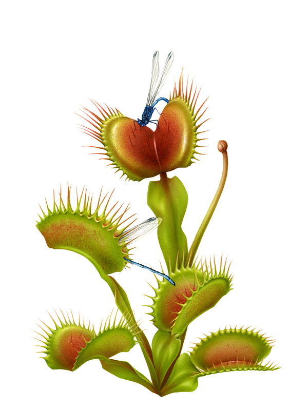 carnivorous plant dionaea muscipula venus flytrap