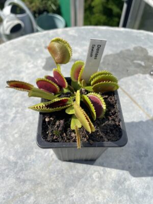 venus flytrap sawtooth