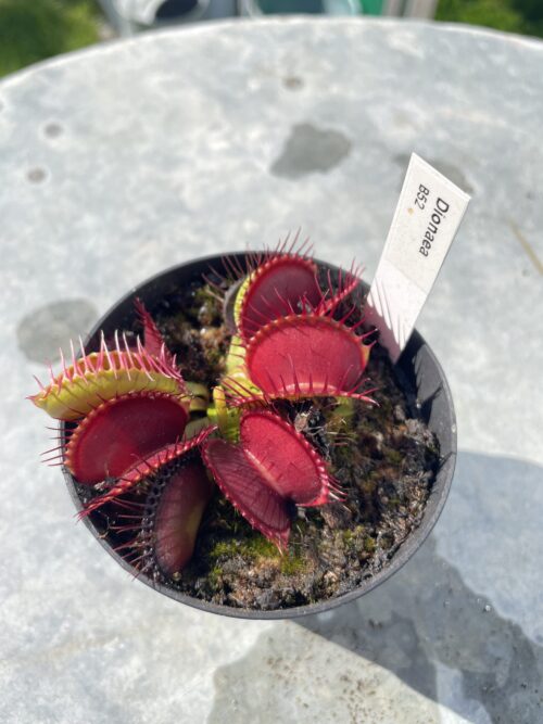 venus flytrap "B52"