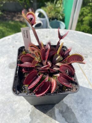 venus flytrap "Royal Red"