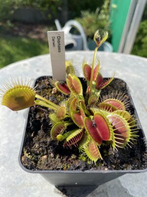 venus flytrap "Darwin"
