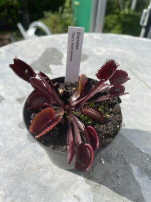 venus flytrap "Trev's Red Dentate"