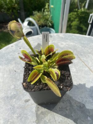 venus flytrap "ARPC"