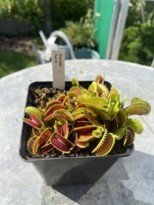 venus flytrap "Dracula"