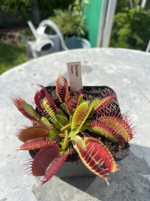venus flytrap "Phalanx"