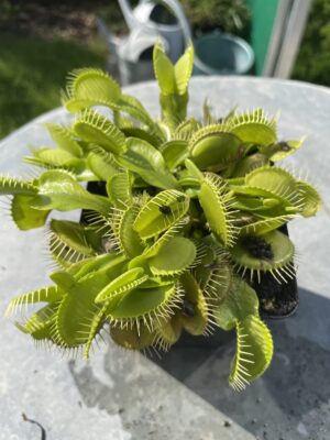 venus flytrap "All Green"