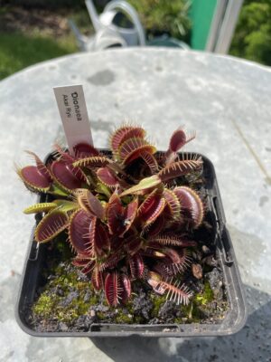 venus flytrap "Akai Ryu"