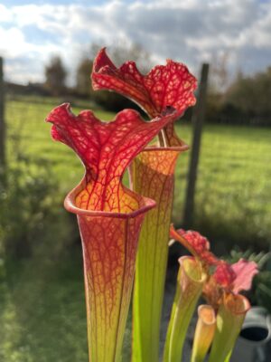 Sarracenia Moorei